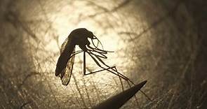 腳底抹油！日本新研究 讓蚊子「滑倒」就不會咬你了 - 生活 - 自由時報電子報