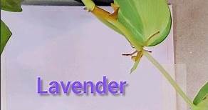 How to get Lavender colour | acrylic colour mixing for Lavender | Getting Lavender with acrylics