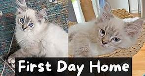 Bringing Home a New Ragdoll Kitten | The Cat Butler