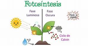 🌿Fotosíntesis | Fase Luminosa y Oscura | Ciclo de Calvin🌞 [Fácil y Rápido] | BIOLOGÍA |