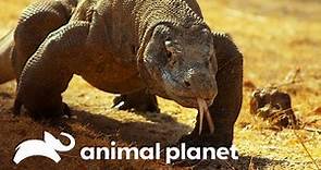 ¿Por qué solo existen dragones en la isla de Komodo? | Misterios de Nuestro Planeta | Animal Planet