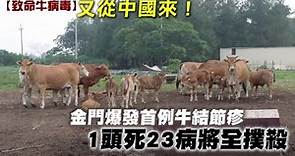 【致命牛病毒】又從中國來！金門爆發首例牛結節疹 1頭死23病全撲殺 | 蘋果新聞網