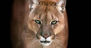 Mountain Lions In Indiana