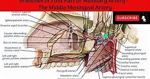 Middle Meningeal Artery | Accessory Meningeal Artery - Course | Branches | Distribution |