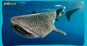 TODO sobre el TIBURÓN BALLENA: El pez mas grande del mundo.