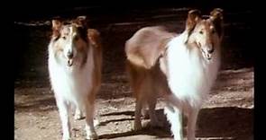 Lassie The Alone Years (Season 17 Eps.1 Lassie Interlude)