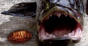 The Origin Of 'The Fish From Hell' | SNAKEHEAD | River Monsters