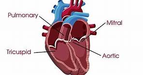 What are heart valves and heart valve disease?