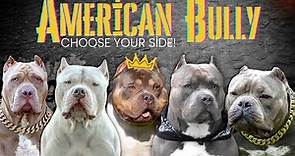 American Bully Sizes - 5 different types, which size is more suitable for you?!