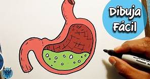 Como Dibujar el Sistema Digestivo o Estomago Fácil | How to Draw a Stomach Easy