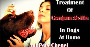 Treatment Of Conjunctivitis (Pink Eye) In Dogs At Home. Red Eyes Cure.