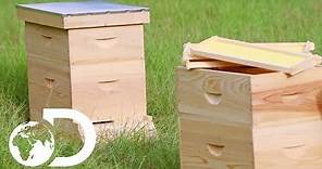 BEEHIVE | How It's Made