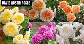 Discovering the Beauty of David Austin Roses