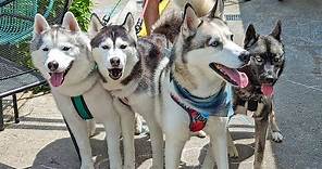 Taking FOUR Huskies to Mackinac Island