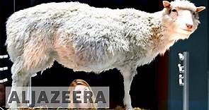 The scientific legacy of Dolly the sheep
