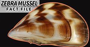 Zebra Mussel facts: more than an INVASIVE species | Animal Fact Files