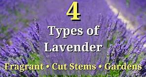4 Types of Lavender Plants