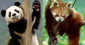 Giant Pandas vs Red Pandas (5 Main Differences)