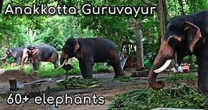 Punnathur Kotta Elephant Camp Guruvayur Devaswom Anakkotta Elephant Kotta Thrissur Tourism Kerala