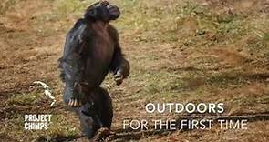 Chimps Go Outdoors for the First Time!