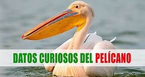Pelícanos (Pelecanus) | Datos curiosos de animales