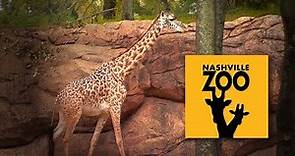 Nashville Zoo at Grassmere | Nashville, TN