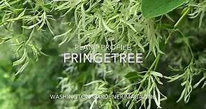Plant Profile: Fringetree