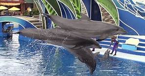 Dolphin Days (Full Show) at SeaWorld San Diego (5/21/18)