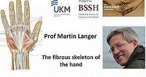 The fibrous skeleton of the hand by Prof Martin Langer