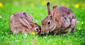 Les animaux de la ferme : le lapin