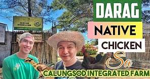 Tips sa Pag aalaga ng Darag Native Chicken | Calungsod Integrated Farm