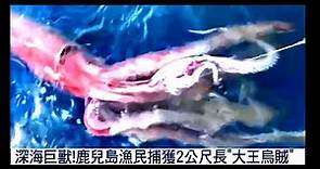 【★漁民捕獲2公尺長大王烏賊!!罕見11隻腳烏賊竟被釣友釣中!!★】