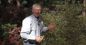 Walter Reeves - When And How To Prune Azaleas