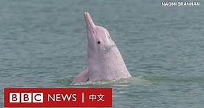 肺炎疫情剎停港澳高速船 中華白海豚回到香港水域 － BBC News 中文