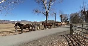 This year, the horses... - The Hideout Lodge & Guest Ranch