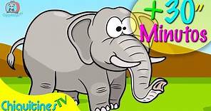 El Elefante Camina hacia Adelante Mas 30 minutos de Música Infantil
