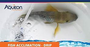 How to Acclimate Your Fish -- Drip Acclimation