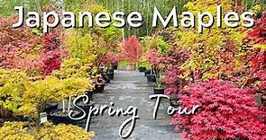 Japanese Maple Trees | Many Varieties | Spring | Tour