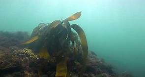 Forest Kelp (Laminaria hyperborea) / Ventnor / Isle of Wight