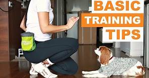 Dog Training 101: How to Teach your Dog Basic Tricks