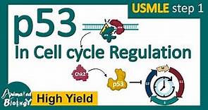 p53 in cell cycle regulation | p53 and cancer | p53 tumor suppressor.