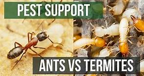 What's the Difference Between Ants & Termites? | Pest Support