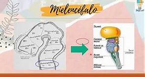 Embriología del Tronco Encefálico: Mesencéfalo. Protuberancia. Bulbo raquídeo.