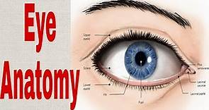 Eye Structure || Eye anatomy #opthalmology #eye #anatomy