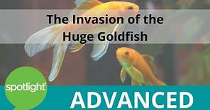 The Invasion of the Huge Goldfish | ADVANCED | practice English with Spotlight