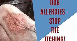 Dog allergies - how to stop itching