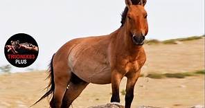 CABALLOS SALVAJES – CABALLO SALVAJE MONGOL – El caballo mas salvaje del mundo