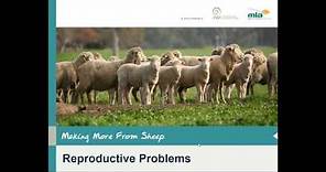 Making More from Sheep | Reproductive problems in sheep – Diseases and trace elements