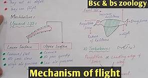 Mechanism of flight in birds | How Birds flight | Class Aves class bsc & bs Zoology