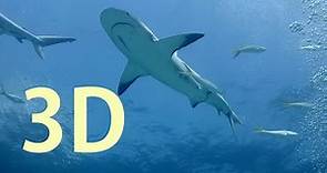In 3D, Bahamas Sharks - An Underwater 3D Channel Film